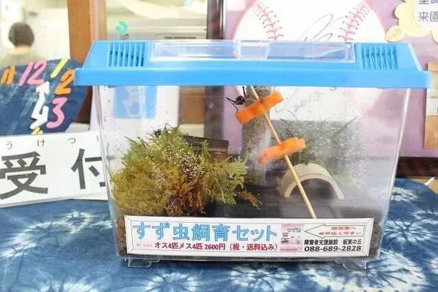 すず虫販売もあと少し！